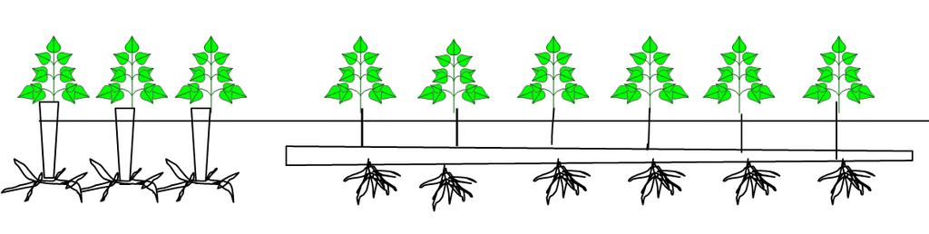 98 Bach István et al. Az energetikai ültetvények létesítéséhez magas induló tőszám szükséges.