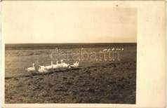 (Háromszék 1400 20871.