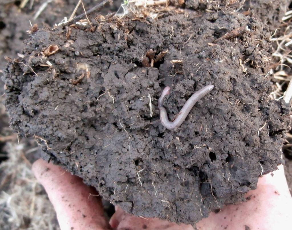 4. A talaj termékenysége. A forgatás, bolygatás elhagyása következtében a talaj legfelső rétege dúsul, a gyökérzóna szegényedik tápanyagokban.