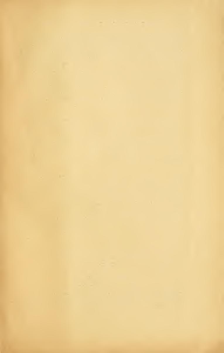 Lepke-eltérések a Magyar Nemzett Múzeum gyjteményébl. 153 Rendkívüli gyér rajzolatú példányon (?, 52 mm.
