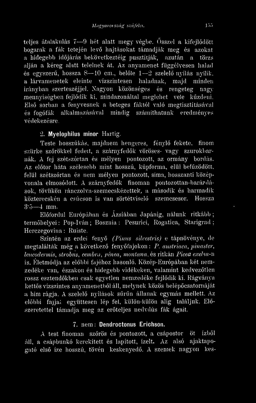 Az anyamenet függélyesen halad és egyszer, hossza 8 10 cm., belle 1 2 szelel nyílás nyílik. a lárvamenetek eleinte vízszintesen haladnak, majd minden irányban szerteszéjjel.