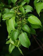 (colutea