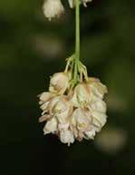 húsos som (cornus