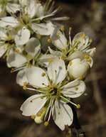 som (cornus