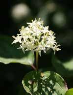 (crataegus