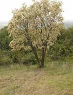 gyertyán (carpinus