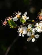 sarjmeggy (cerasus