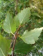 (tilia