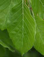 hegyi szil (ulmus
