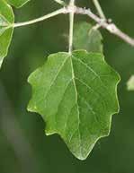 kőris (fraxinus