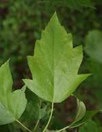 (quercus petraea )