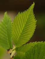 (quercus robur )