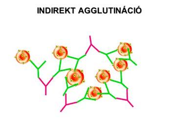IgG antitest Segédantitest Antigén-antitest kötődés megtörténik, de ahhoz, hogy kialakuljon a