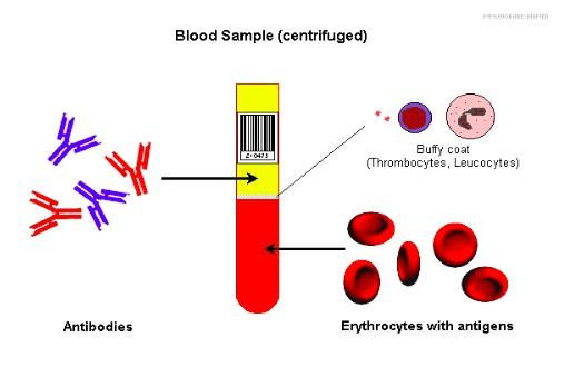 Vércsoport meghatározáshoz 1 db EDTA-s minta, vérválasztáshoz 1 db EDTA-s
