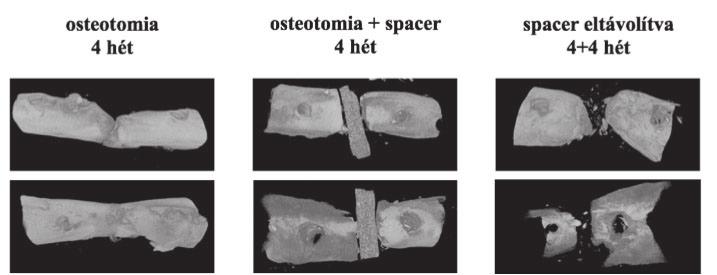 ábra Interpozitum nélkül a 2 milliméteres osteotomiás rés az esetek 83.33%-ában meggyógyult. A csont gyógyulása szövettani metszeten és kétdimenziós μct képen látható a felső sorban.