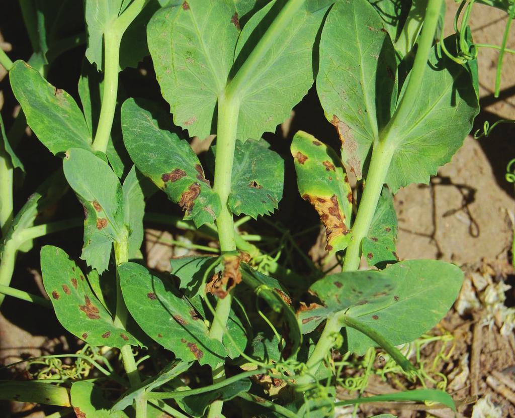 Később a foltok összefolynak, barnás színűvé válnak és elszáradnak. A száron a foltok megnyúltak, a hüvelyeken nagyok (4-6 mm), kerekdedek, vizenyősek.