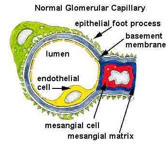 A glomerulus felépítése vizeleti pólus Normál
