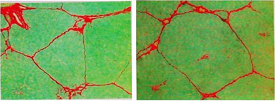 cardialis