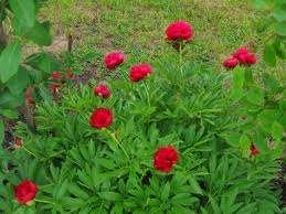 18. Az évelő pünkösdi rózsa vagy kerti bazsarózsa föld alatt gyöktörzset fejleszt, amelyből 40-80 cm magas mutatós, fényes, összetett levelek és mély bordó, piros, rózsaszínű