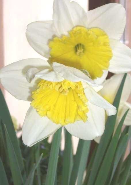 A 2. a osztály költőtehetségei: Tavasz Tavaszköszöntő Tavasz,tavasz itt a tavasz, Virágok is előbújtak. Jó a tavasz szeretem Madarak is jöttek újak.