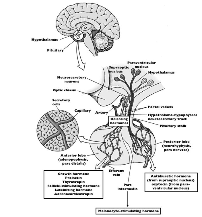 Eckert: Animal Physiology, W.H.