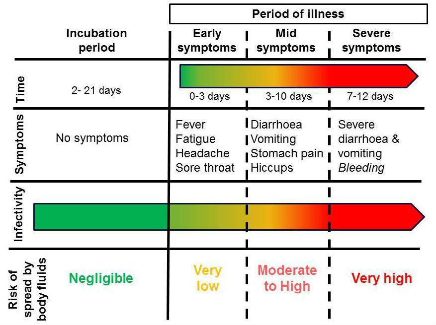 Timeline for how a person with Ebola becomes more