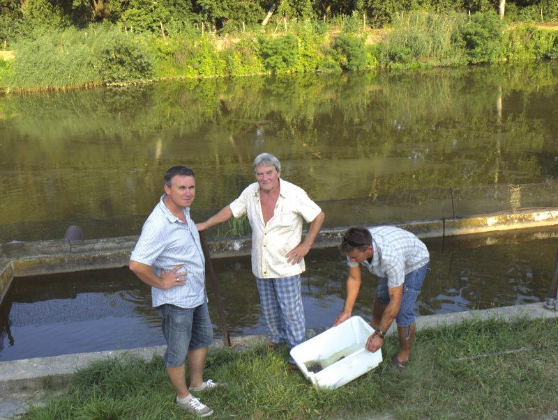 108. évfolyam 3. szám 2015 ősz A halászat arcképcsarnoka 4-5, amelyik tógazdasági területen nem gazdálkodott.