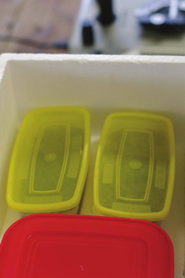 Transferring fertilized common carp eggs into plastic boxes, and placing the boxes intothe polystyrene transportation box Az említett időpontokban a dobozok kibontása után egy 15 perces