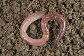 Állatorvosi gyógyszerkészítmények környezeti kockázatbecslése Phase II TIER A: Szárazföldi hatások Nitrogen transformation OECD 216 Terrestrial plants OECD 208 Earthworm subacute/reproduction OECD