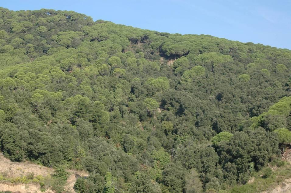 Mediterrán tűlevelű erdő (Pinus