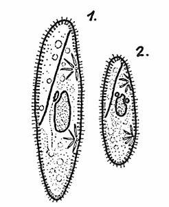 P. caudatum