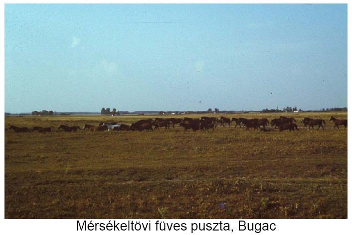 Alapvetően