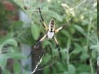 Hálómagasság Argiope trifasciata