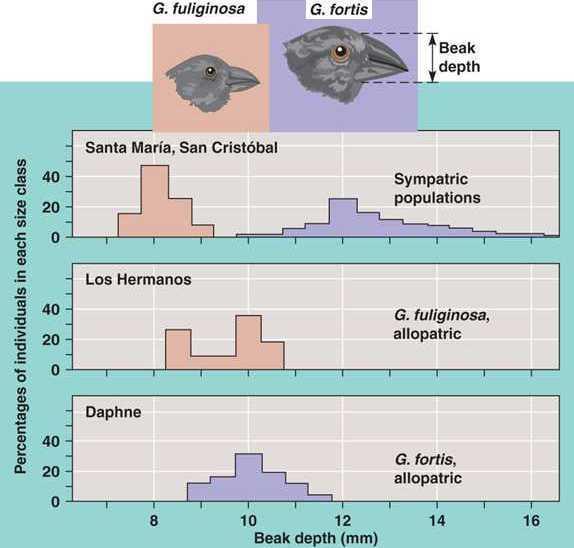 Selection pressure Niche-differenciálódás (forrásfelosztás, kompetitív koevolúció) Két Darwin-pinty faj csőrméret-eloszlása a Galápagos-szigeteken Két, közel azonos környezeti igényű faj