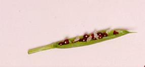 (myrmecochor) Kisvirágú