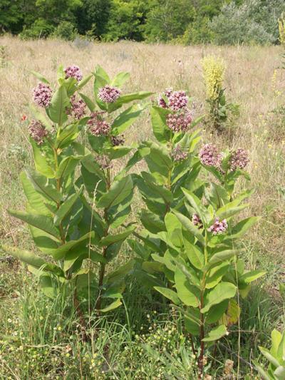 Asclepias