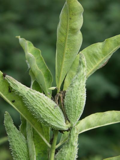 Asclepias