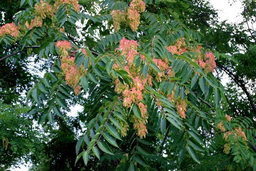Ailanthus