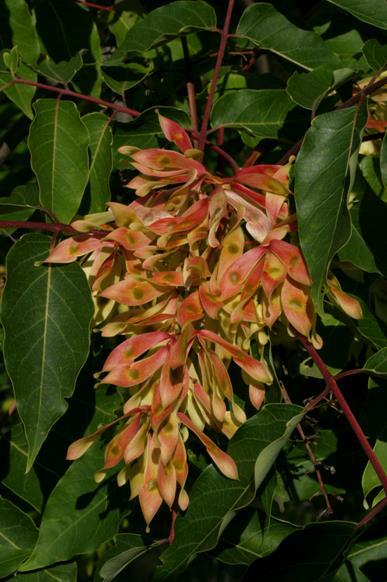 Ailanthus altissima bálványfa Származás, elterjedés Ázsia (Kína, Korea Európába a 18.