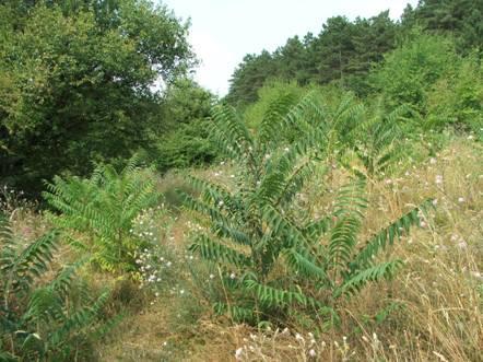 Ailanthus altissima bálványfa Termőhelyigény Főleg sík- és dombvidéken Meleg, száraz,