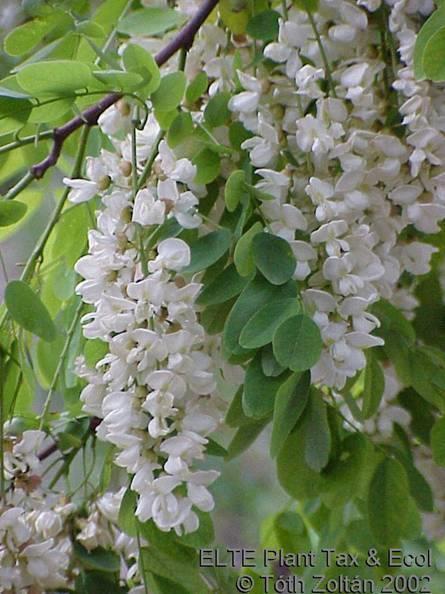 Robinia pseudo-acacia fehér akác Eredeti elterjedés: É-Am. K-i fele, több gócban, központi terület az Applache-hg. Eredeti élőhelyén nem alkot homogén erdőket. Európa XVII. sz., Mo.