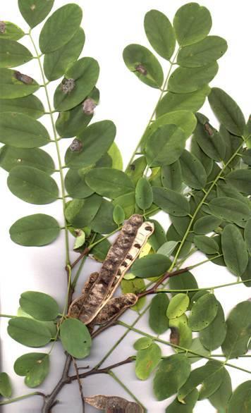 Robinia pseudo-acacia fehér akác Természetvédelmi problémák Talaj N tartalmának növelése