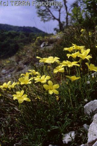 Tornai