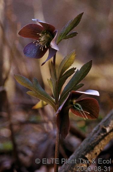 Vikarizmus: Hunyor fajok európai elterjedése (Atlas Flora Europaea) Kisvirágú hunyor (Helleborus dumetorum) Pirosló hunyor (Helleborus