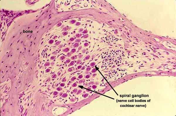 Ganglion spirale Érző ganglion.