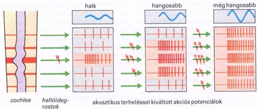 A hangerő A hangintenzitás növekedése magával vonja a recruitment jelenségét.