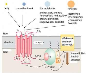 Receptor molekula Receptorok speciális fehérje komplexek Elhelyezkedés: membránban, citoplazmában, magban Aktiváció: specifikus molekulák (ligand) kötődése vagy direkt