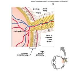 fotoreceptor bipoláris sejt ganglionsejt