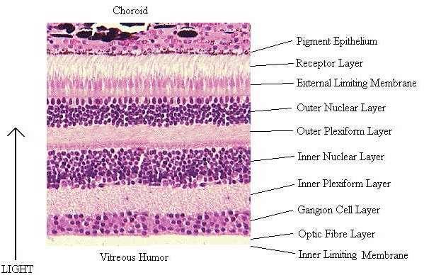 Horizontális neuron rendszer (a vizuális