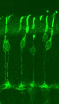 A fotoreceptorok (csapok és pálcikák) érzékhámsejtek con CSAPSEJT bacilus PÁLCIKASEJT belső csaprost kültag mitochondrium beltag